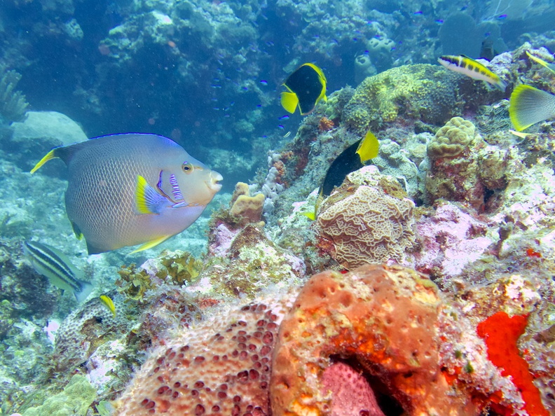 Townsend Angelfish, Rock Beauties and others on reef IMG_6349.jpg